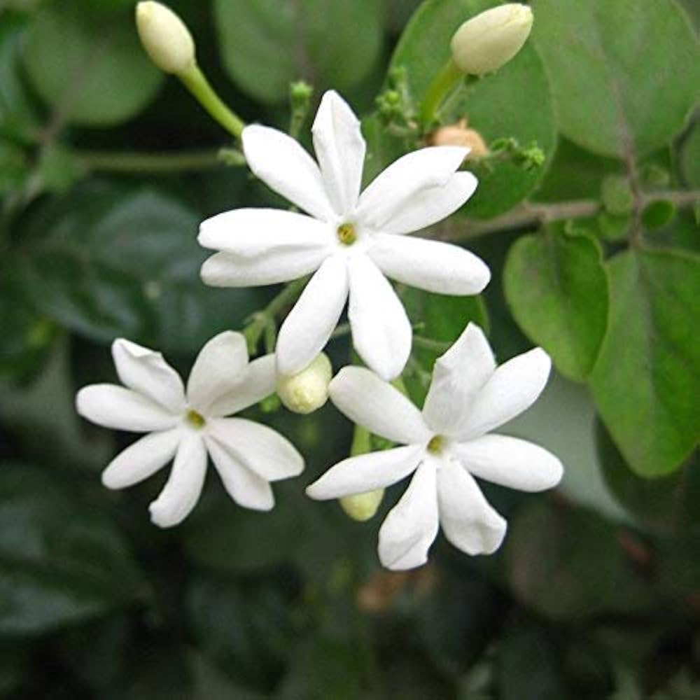 Jati (Jasminum officinale) in post-operative wound management